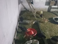 Chickens — foto 3