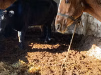 Mare, Horses — photo 1