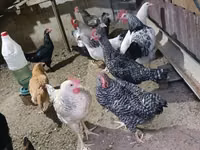 Chickens — foto 1
