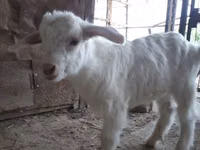 ヤギ（ロット、性別未指定）, Saanen goat — 写真 4