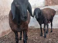 Bélier, Moutons — photo 4