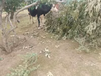 ძროხა, Simmental cattle — ფოტო 1