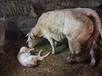Taureau, Charolais cattle — photo 6
