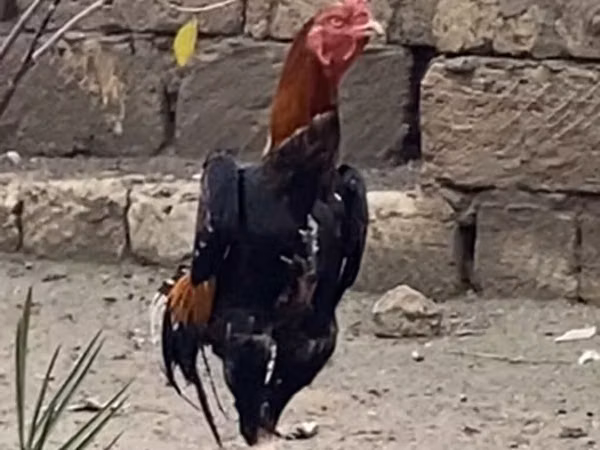 Gallinas Shamo