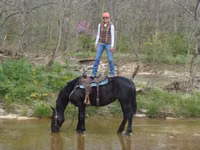 Mare, Percheron — photo 4