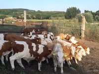 ثور, Simmental cattle — الصورة 4