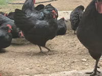 Australorp — foto 3