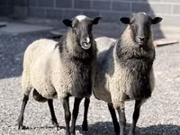Schaf, Romanov sheep — Foto 2