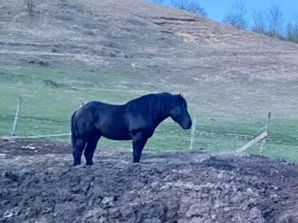 Cheval, Kabardian horse