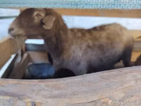 பெண் ஆடு, Arabi sheep — புகைப்படம் 5