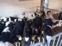 Byk, Simmental cattle — zdjęcie 3