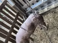 Knur, Świnie — zdjęcie 2