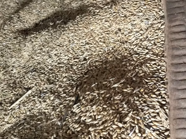 Arpa toxumu – xırda heyvandarlıq və əkiniş üçün Məhsul təsviri: -