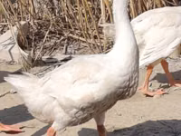 Geese — foto 3