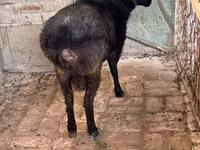 Ram, Sheep — photo 1