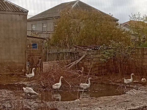 Geese