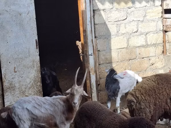 Ovejas (lote, sexo no especificado), Ovejas