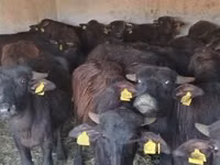 Bovinos (lote, sexo no especificado), Búfalo Africano — foto 2