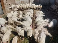 بيغ 6 — الصورة 1