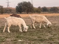 Koza, Saanen goat — zdjęcie 5