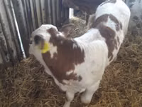Skot (série, pohlaví neuvedeno), Simmental cattle — foto 6