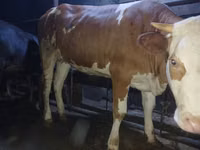 Krava, Simmental cattle — foto 1