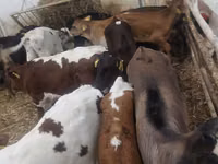 牛（ロット、性別未指定）, Simmental cattle — 写真 1