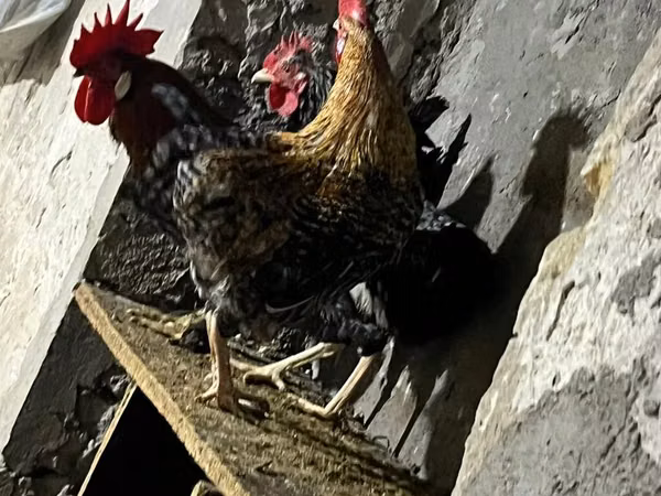 Chickens