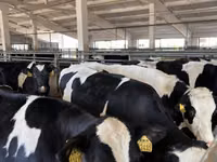 İnek, Holstein ırkı — foto 5