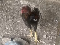 Chickens — الصورة 1