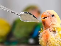 NutriBird A21 – əl ilə bəslənən quş balaları üçün yem qarışığı — foto 2