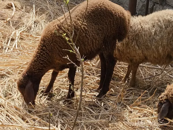 ஆடுகள் (தொகுதி, பாலினம் குறிப்பிடப்படவில்லை), Karabakh sheep