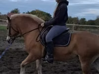 Айғыр, Haflinger — 1-сурет