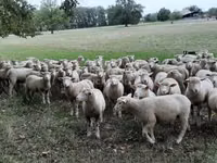 Qoyun, Ile-de-France sheep — foto 6