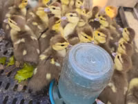 Ducks — zdjęcie 1