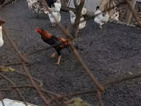 Chickens — Foto 1