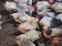 Chickens — photo 2
