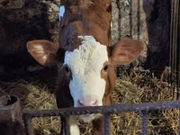 Buğa, Simmental cattle — foto 8