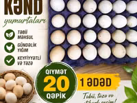 Chickens — foto 5