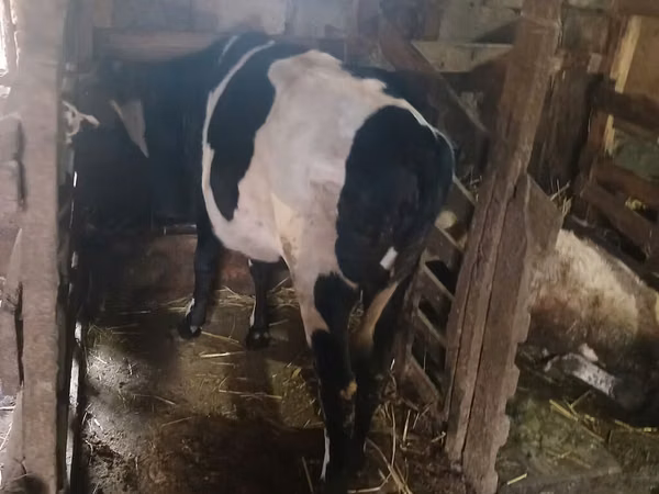 பசு, Russian Black pied cattle