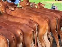 Уй, Сиырлар — сүрөт 1