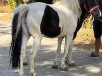 Égua, Cavalos — foto 2