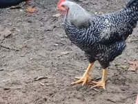 Chickens — foto 5