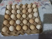 Chickens — zdjęcie 3