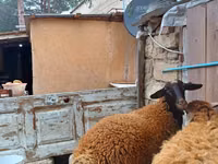 ஆண் ஆடு, Blackheaded Persian sheep — புகைப்படம் 8