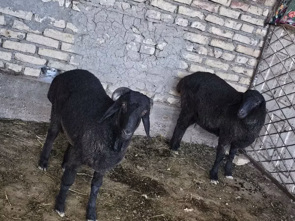 मेढ़ा, भेड़