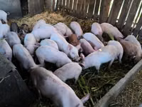 猪（批次，未指定性别）, Pigs — 照片 2