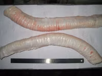 Трахея говяжья — 写真 3
