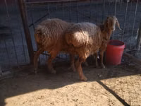 Sheep, Sheep — photo 3