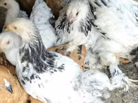 Brahma — foto 6